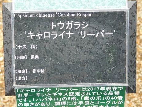 DSCN5691