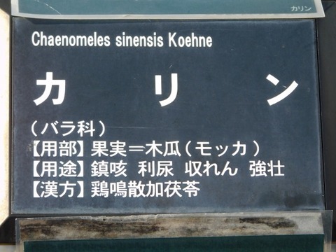 DSCN6168