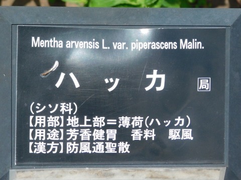 DSCN7238