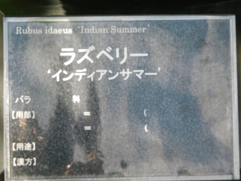 DSCN4218