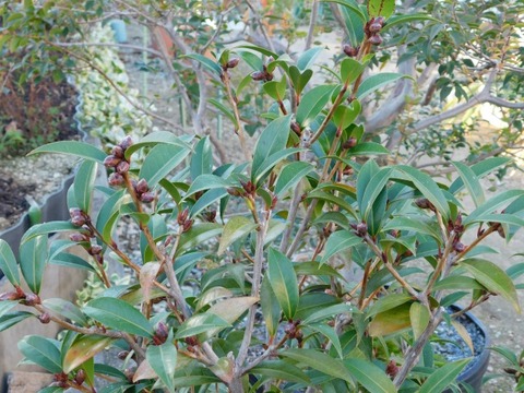 DSCN3192