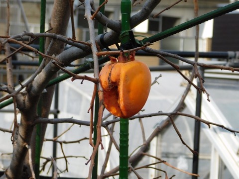 DSCN3317