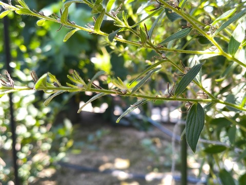 IMG_20260728_111953777_HDR