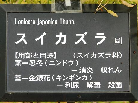 DSCN9553