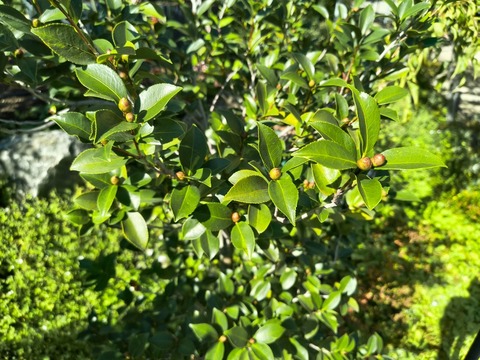 IMG_20261008_134417344_HDR