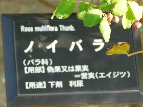 DSCN3282