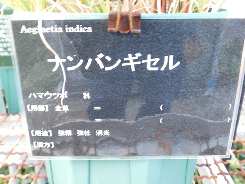 DSCN5385
