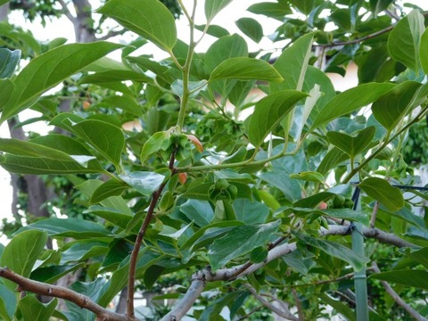 DSCN6686