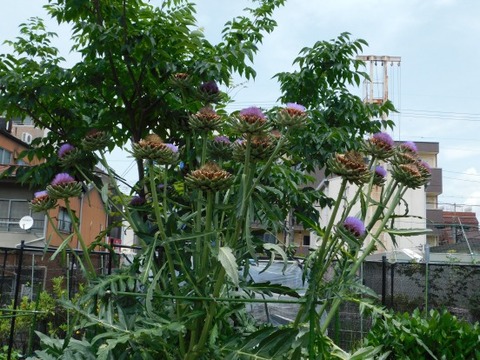 DSCN2104