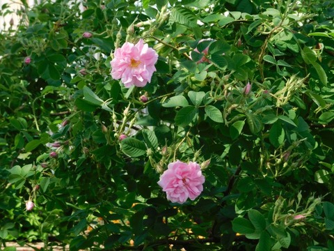 DSCN6569