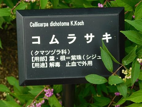 DSCN6050