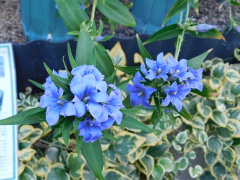 DSCN5512