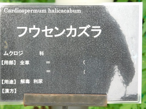 DSCN2272