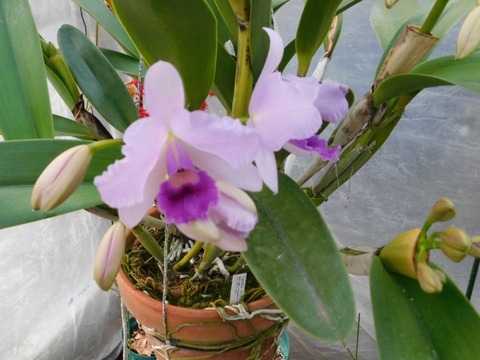 DSCN3465
