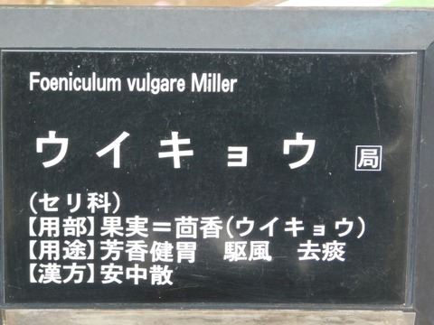 DSCN6431