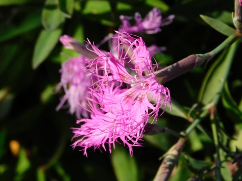 DSCN5991