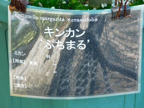 DSCN2174