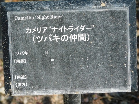 DSCN6362