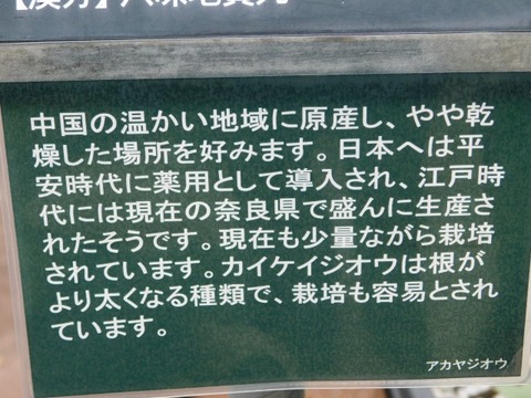 DSCN6509