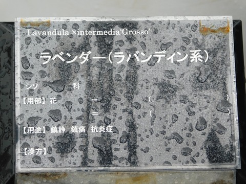 DSCN4353