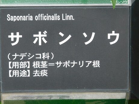 DSCN8008