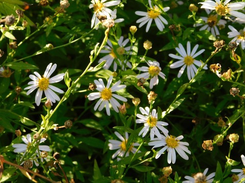 DSCN5483