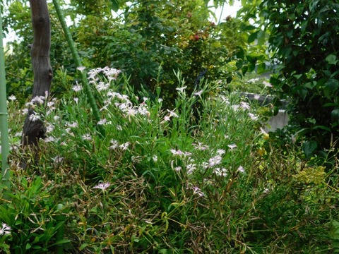DSCN7354