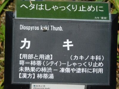 DSCN1981