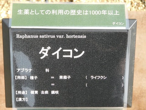 DSCN6315