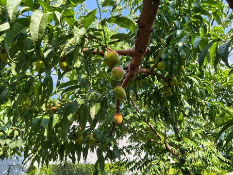 IMG_20260716_154107645_HDR