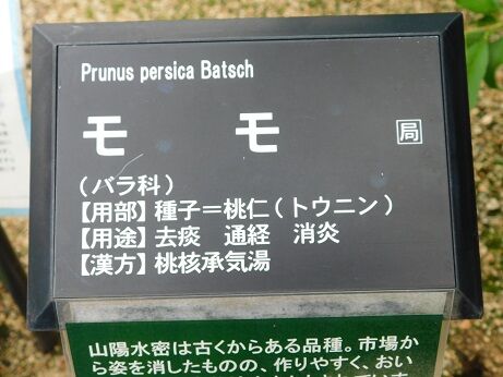 DSCN7831