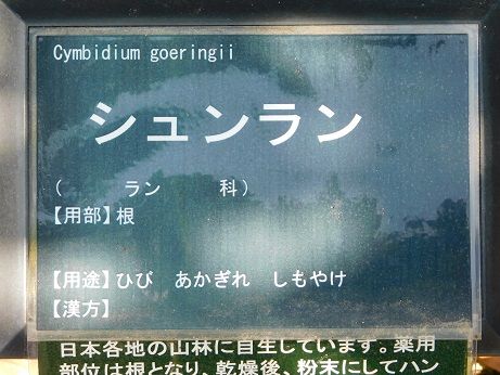 DSCN4506