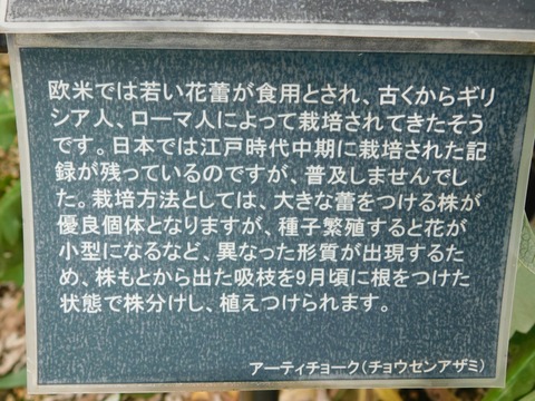 DSCN4262