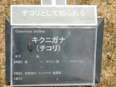 DSCN6909