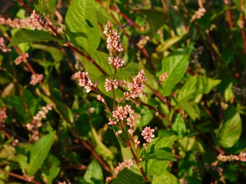 DSCN5552