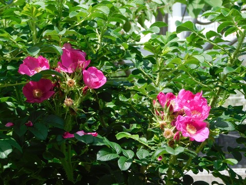 DSCN4205