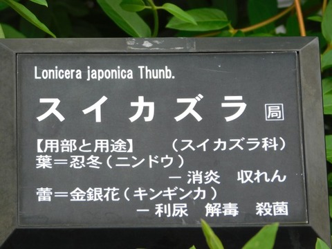 DSCN7107