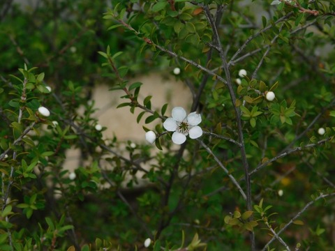 DSCN6750