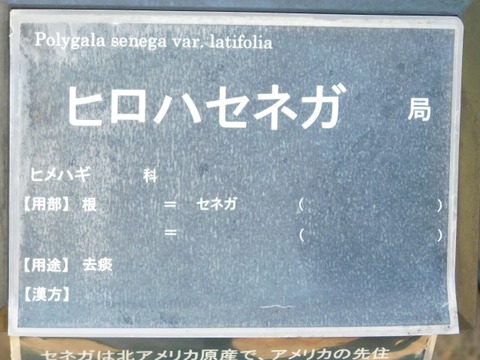 DSCN7435