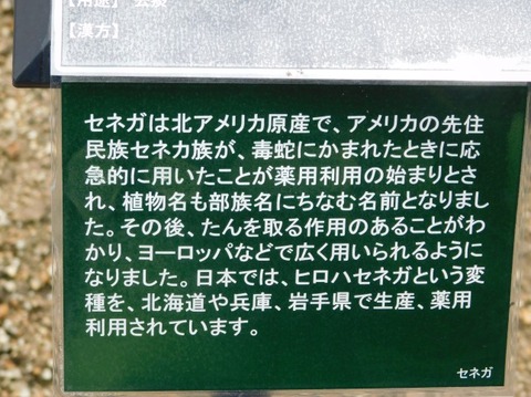DSCN2337