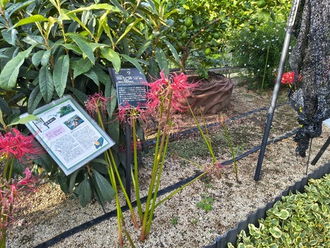 IMG_20260925_070929716_HDR
