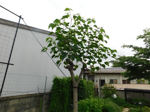 DSCN7073