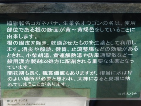 DSCN7407
