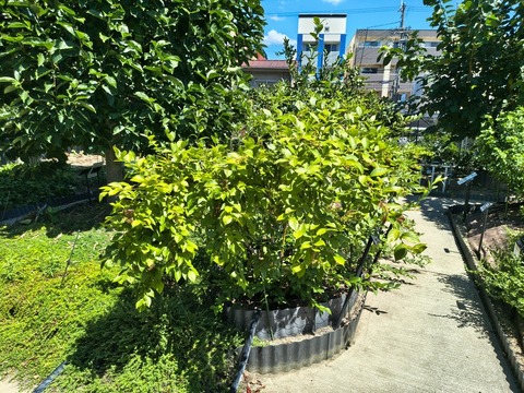 IMG_20260805_102209085_HDR