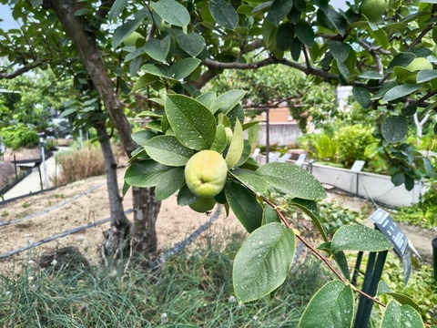 IMG_20260723_112927757_HDR