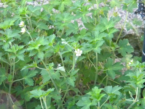 DSCN9967