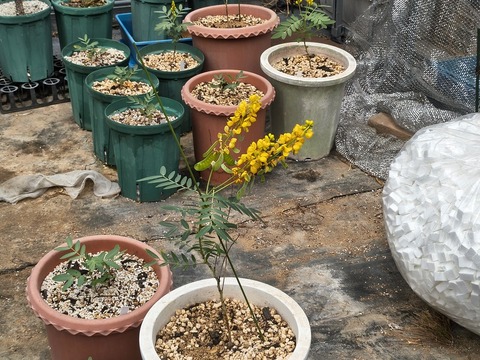 IMG_20260723_113759605_HDR