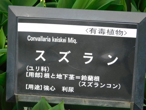 DSCN6499