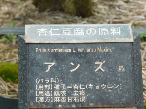 DSCN6863