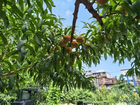 IMG_20260723_113019440_HDR